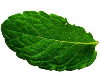 Mint_leaf