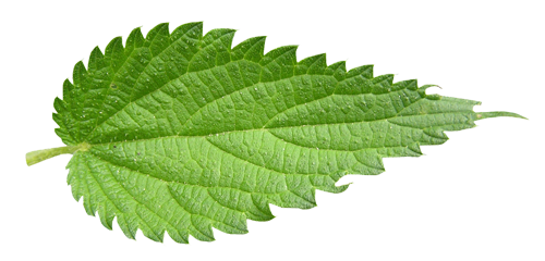 Nettle-Leaf